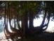 Backlit cypress