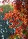 Autumn leaves