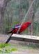 Crimson Rosella