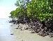 Mangrove at Cape Tribulation