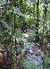Daintree rainforest 3