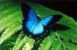 Ulysses Butterfly