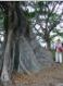 Fig tree with buttressing roots, Botanical Gardens