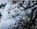 Flying foxes, Botanical Gardens