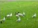 Straw necked ibis, Botanical Gardens