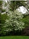 White dogwood