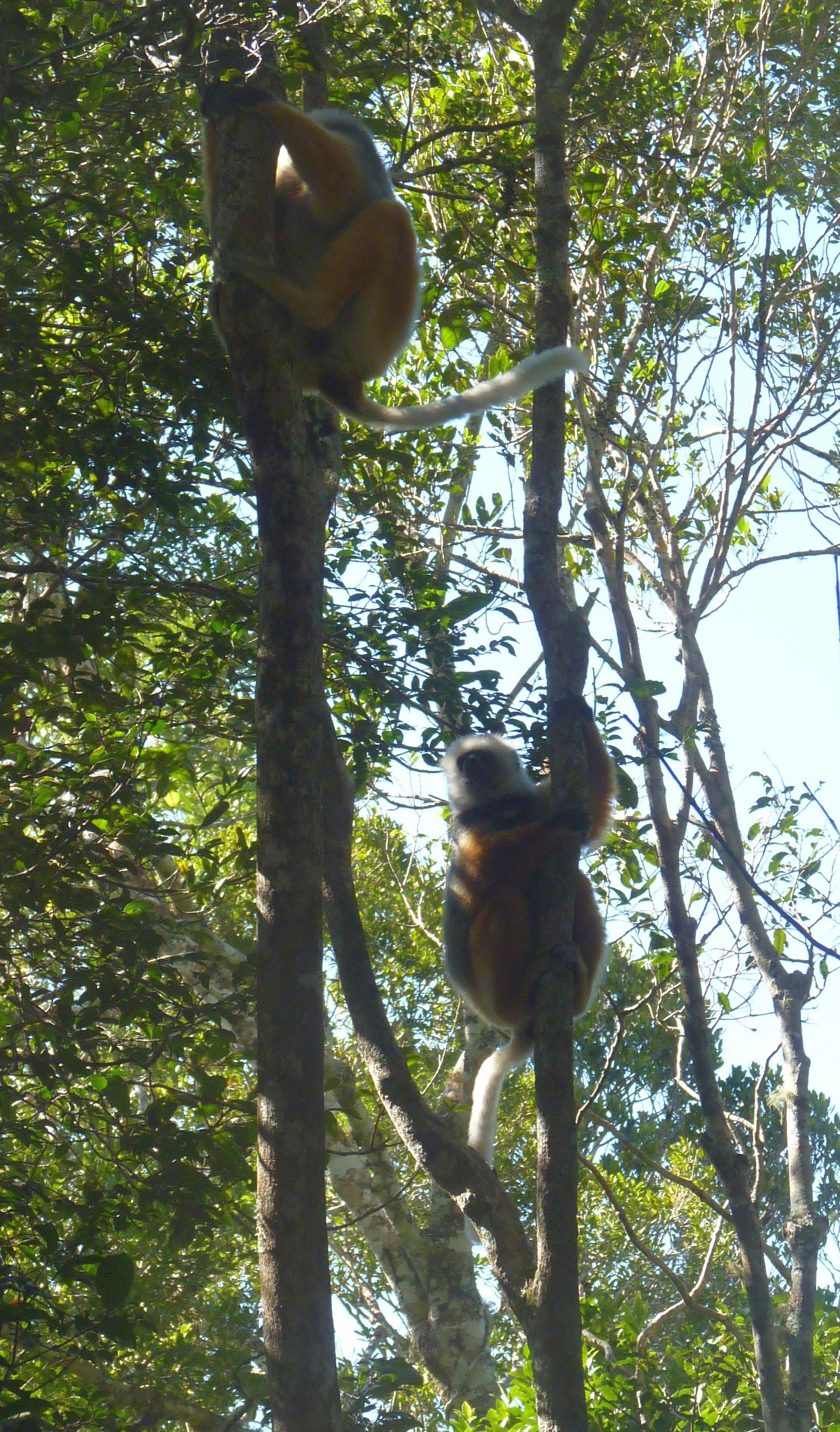 Diademed sifakas