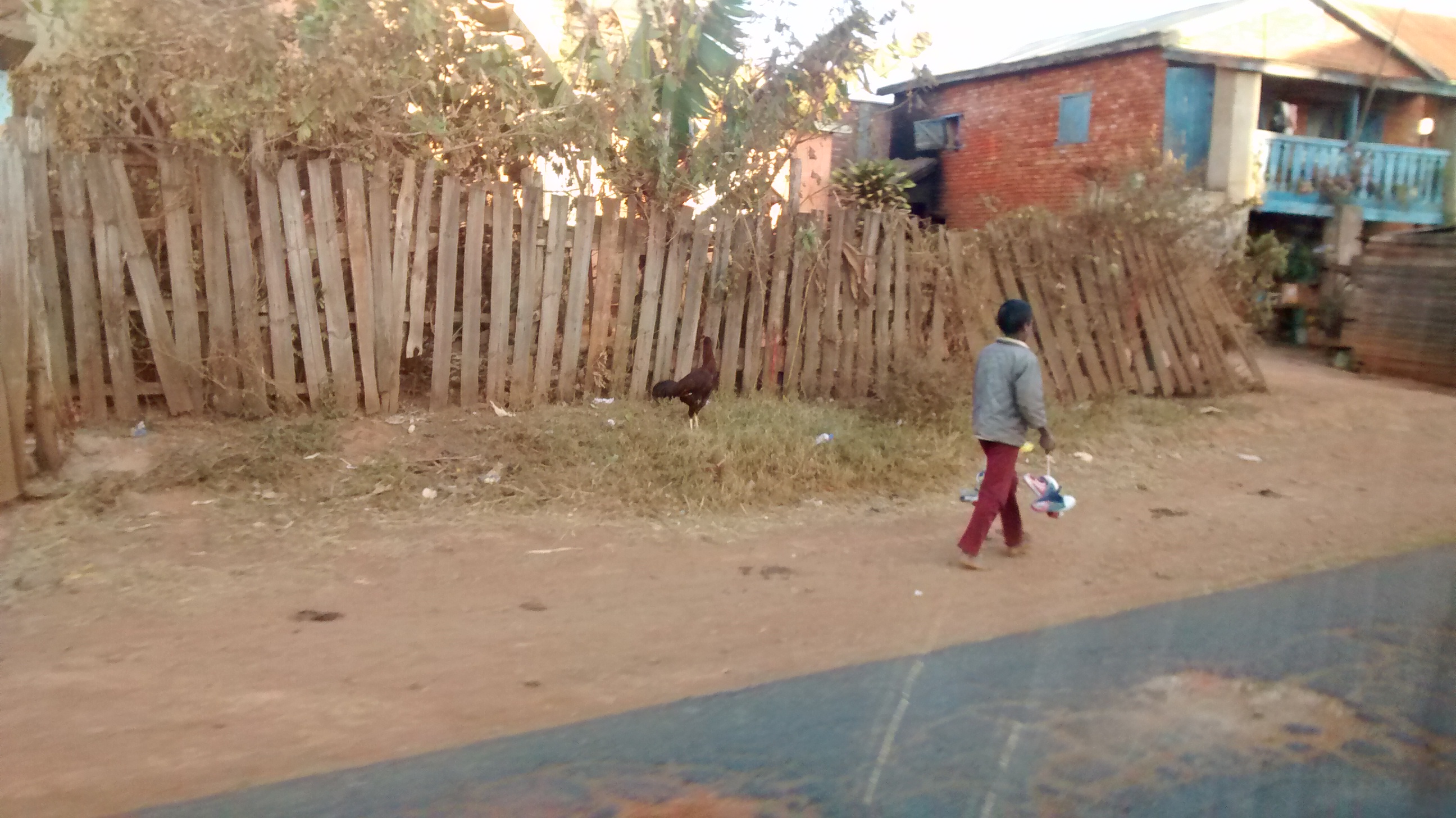 Chicken