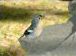 Chaffinch after our lunch!