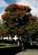 Coral Tree