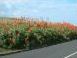 Aloes near Ponta de Sao Lourenco