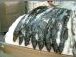 Espada (scabbard fish) in the supermarket