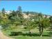 Cycads in the Botanical Gardens