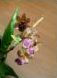 The Zygopedalum orchid we bought