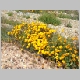 Yellow flowers in the Karoo