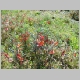 Red legume in the Karoo