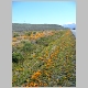 Spring flowers by the roadside