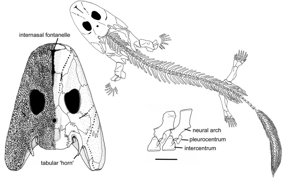 acanthostega.jpg